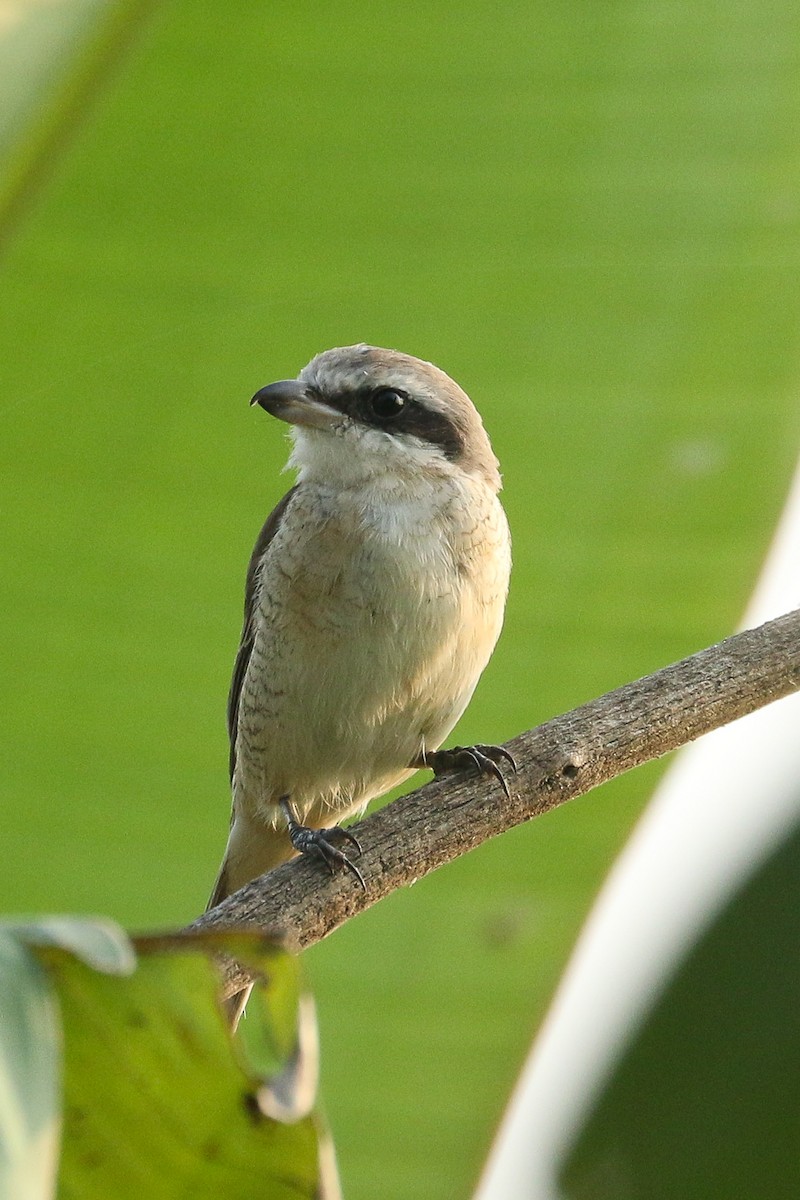 Brown Shrike - ML643296213