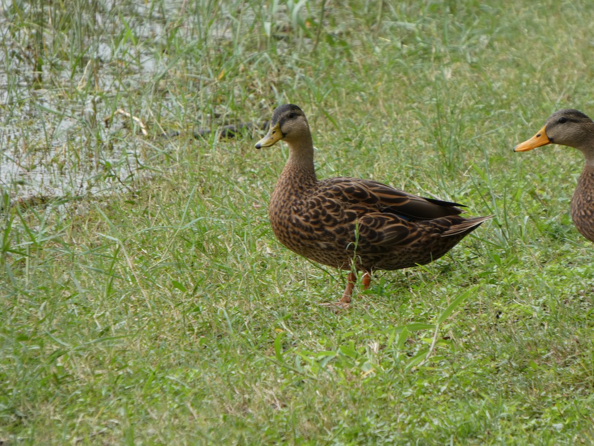 kachna pobřežní (ssp. fulvigula) - ML643296214