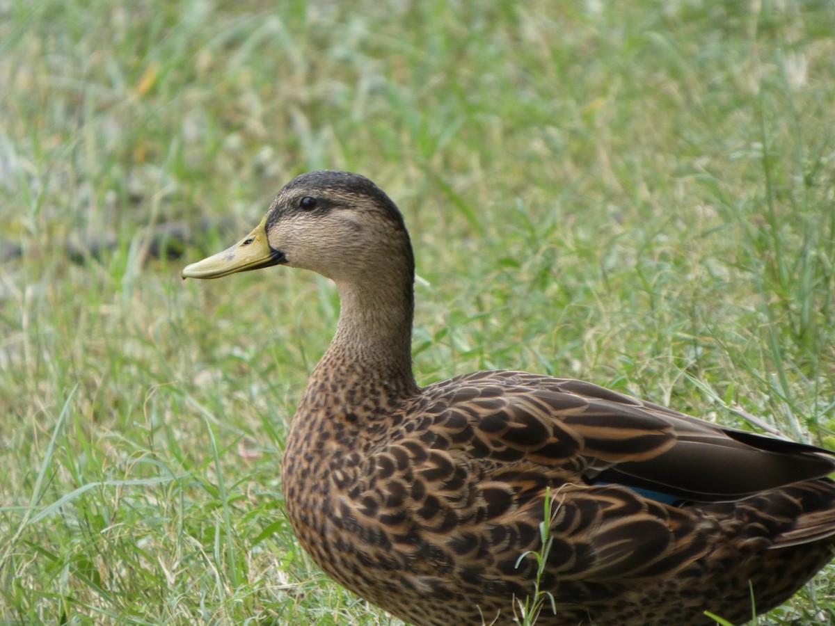 kachna pobřežní (ssp. fulvigula) - ML643296215