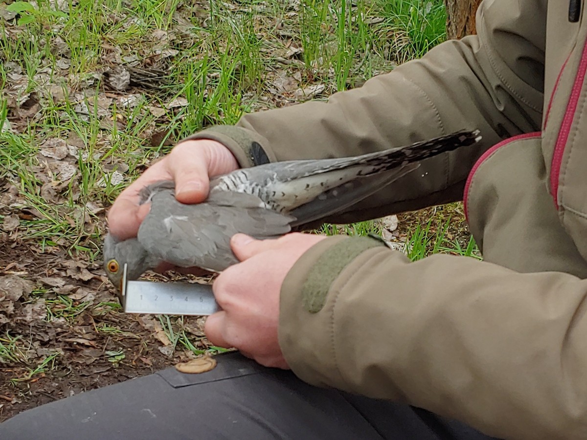 Common Cuckoo - ML643296220