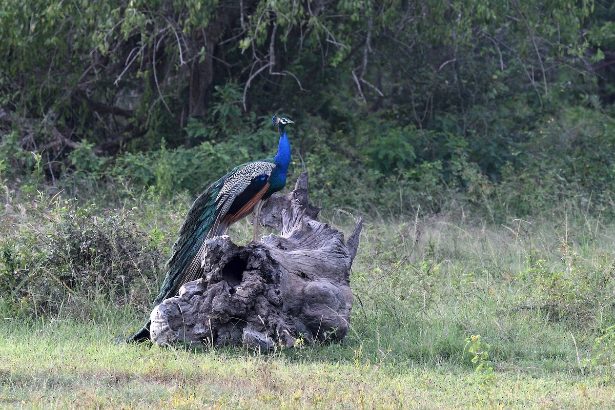 Indian Peafowl - ML643296221