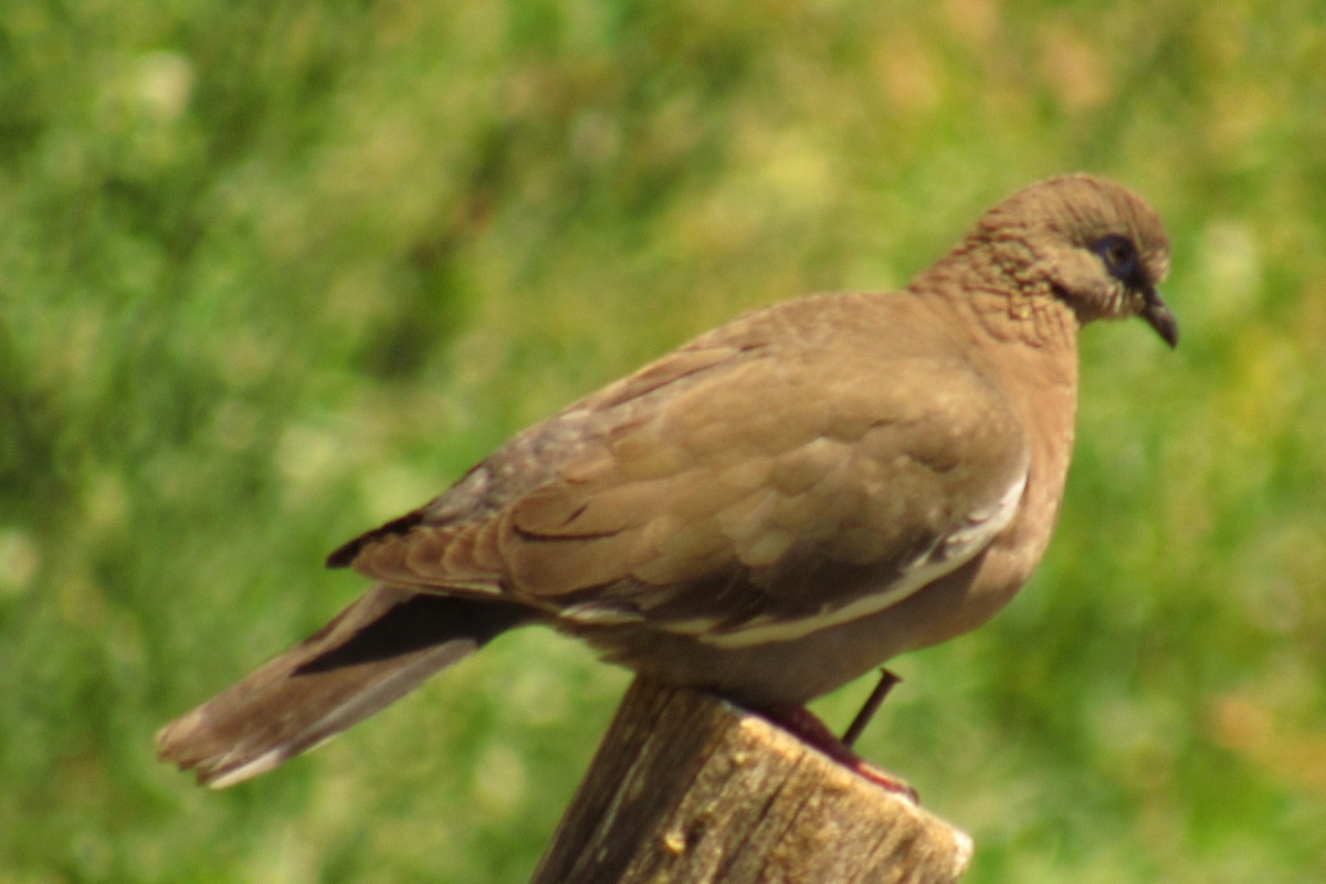 West Peruvian Dove - ML643296232