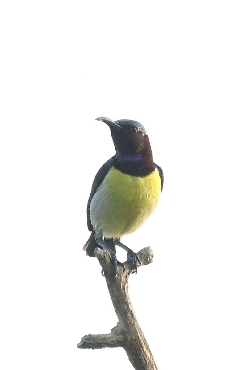 Purple-rumped Sunbird - ML643296236