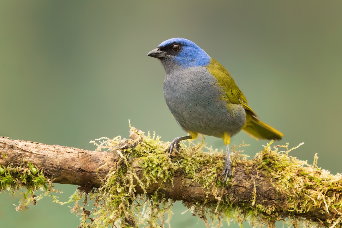 Blue-capped Tanager - ML643296244