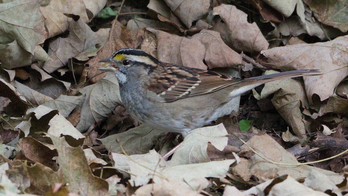 White-throated Sparrow - ML643296245
