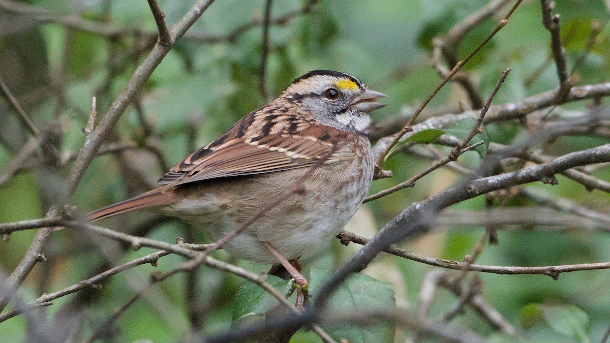 White-throated Sparrow - ML643296246