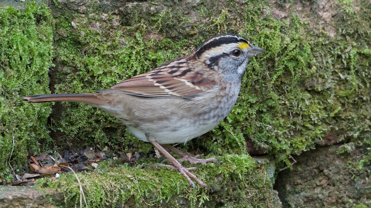 White-throated Sparrow - ML643296247