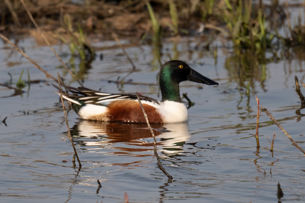 Northern Shoveler - ML643296248