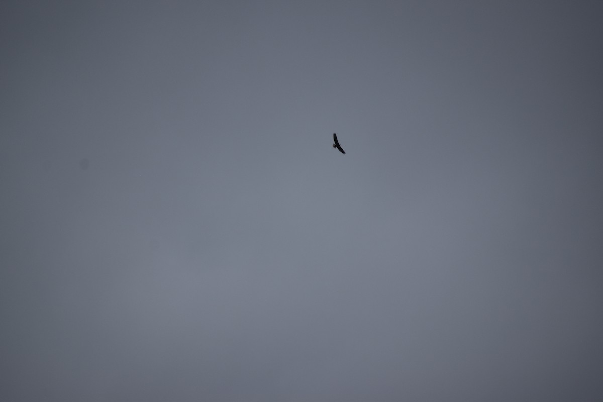 Bald Eagle - ML643296265