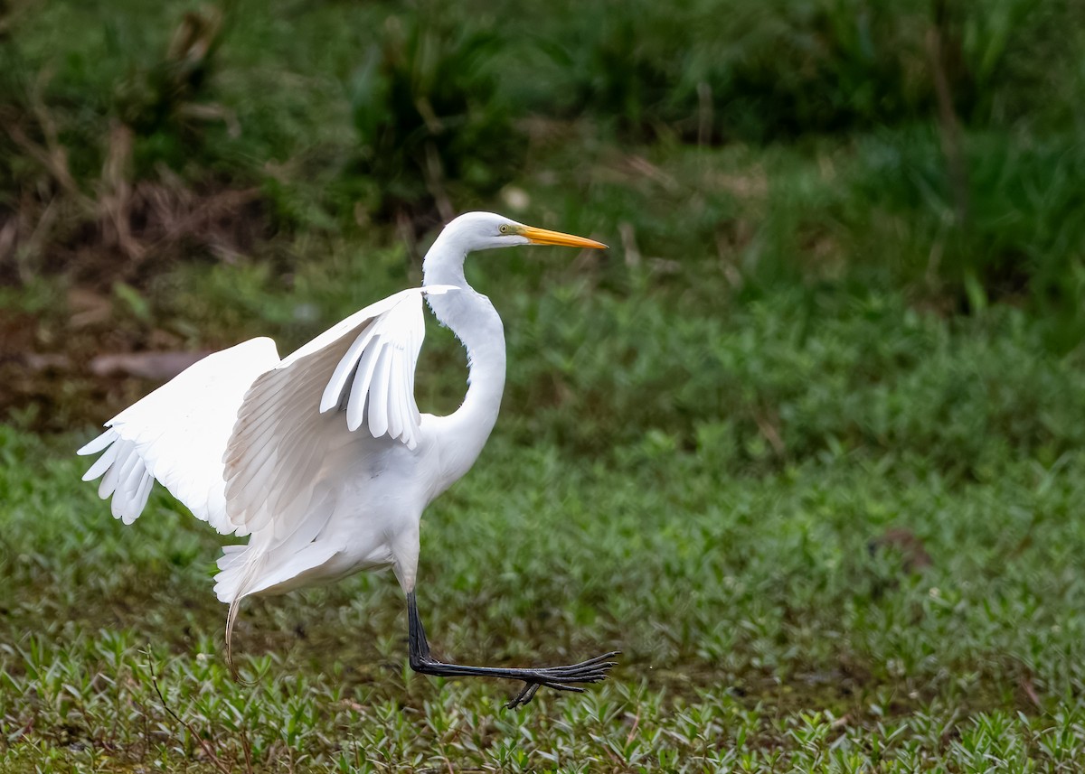 Great Egret - ML643296267