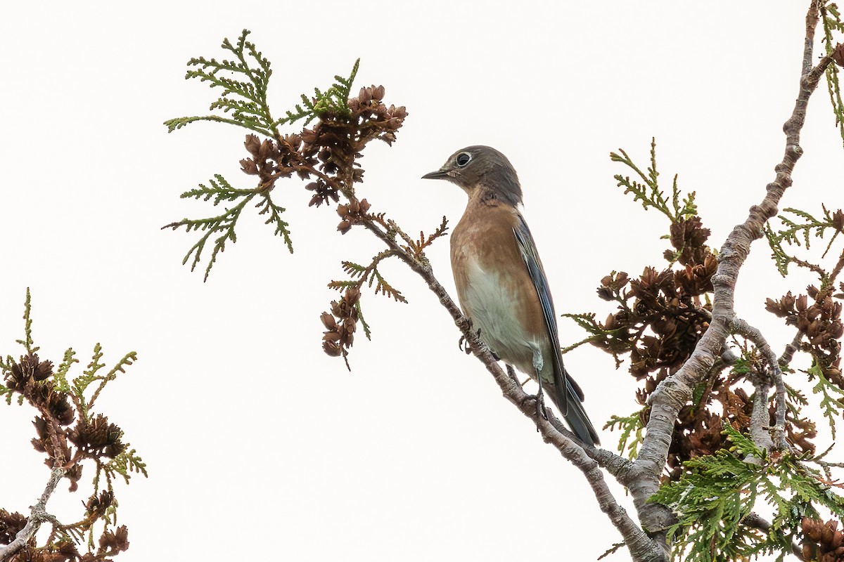 Eastern Bluebird - ML643296268