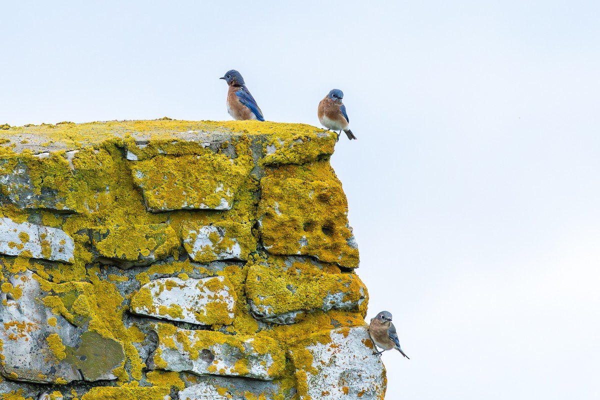 Eastern Bluebird - ML643296269