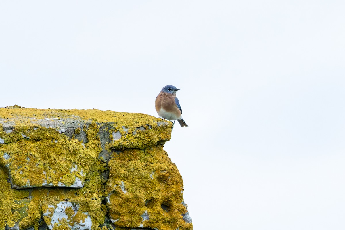 Eastern Bluebird - ML643296270