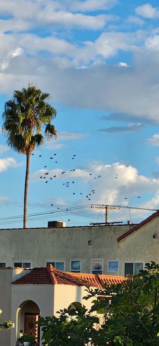 Mitred Parakeet - ML643296273