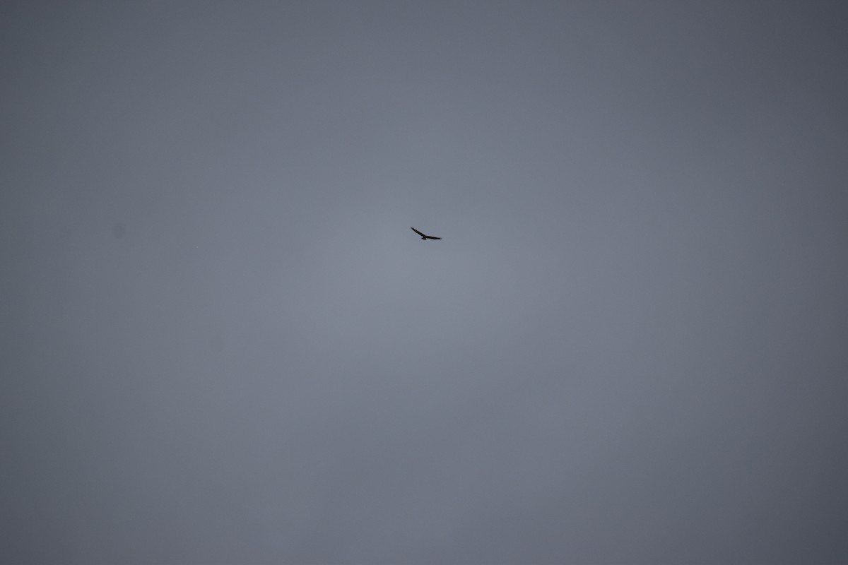 Bald Eagle - ML643296282