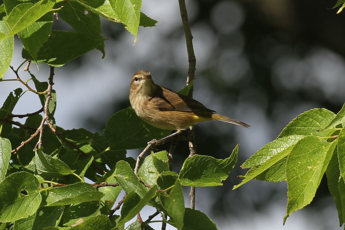 Palm Warbler (Western) - ML643296284
