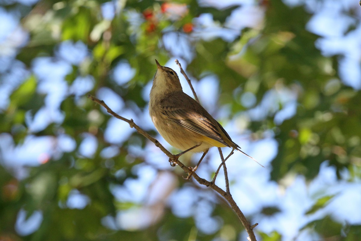Palm Warbler (Western) - ML643296289