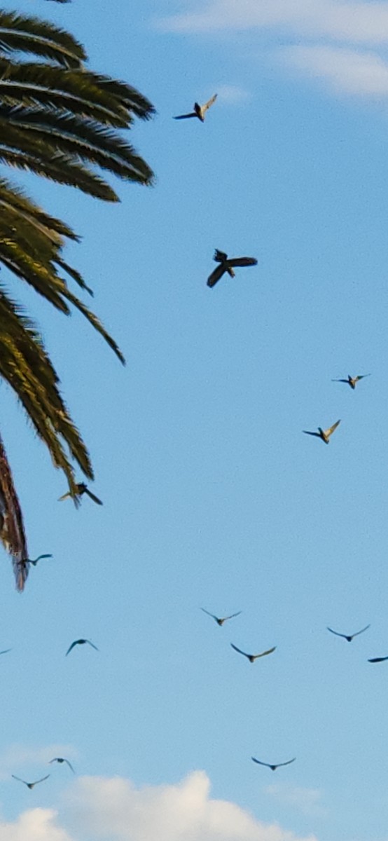 Mitred Parakeet - ML643296290