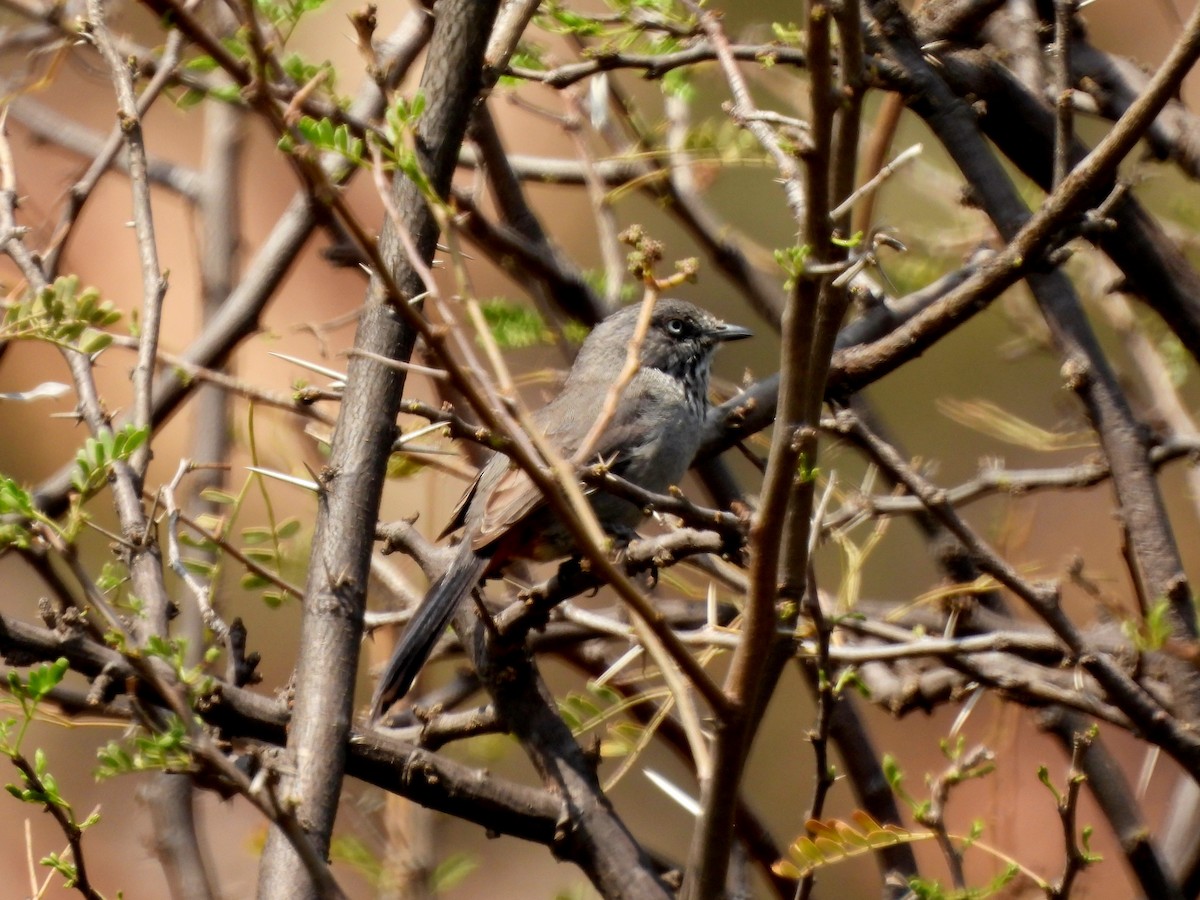 Chestnut-vented Warbler - ML643296300