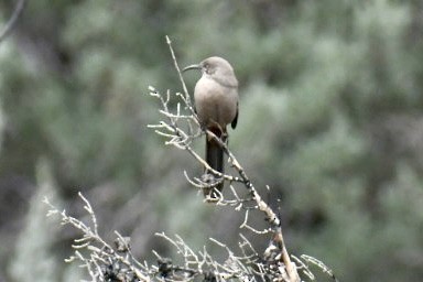 Crissal Thrasher - ML643296304