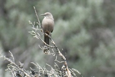 Crissal Thrasher - ML643296305