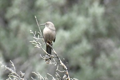 Crissal Thrasher - ML643296306