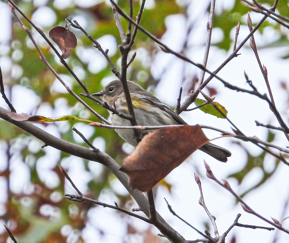 Yellow-rumped Warbler - ML643296319