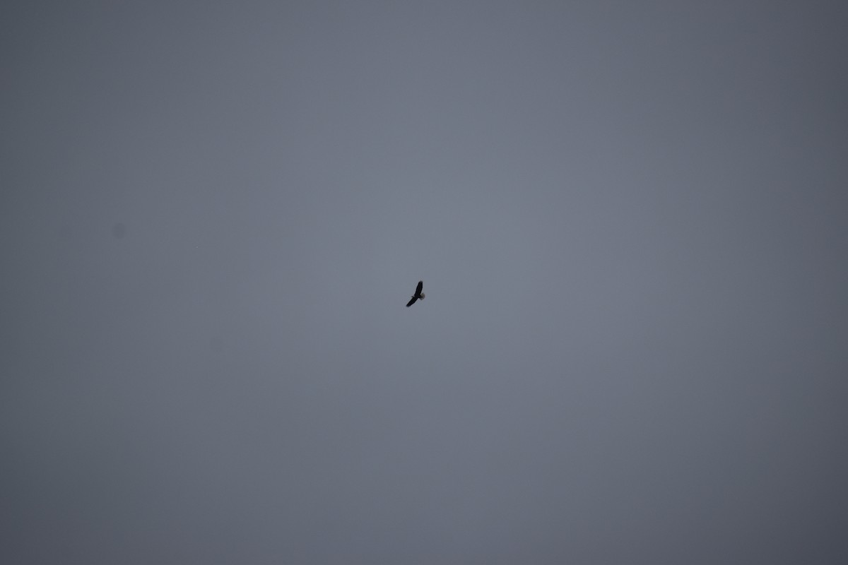 Bald Eagle - ML643296327