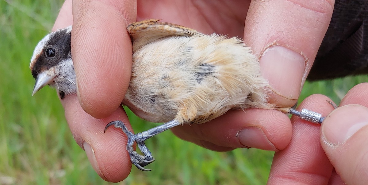 Eurasian Penduline-Tit - ML643296328