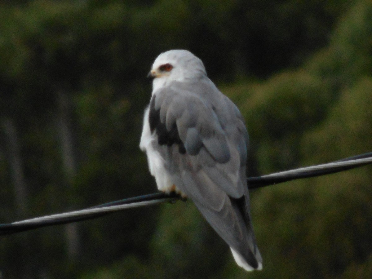 White-tailed Kite - ML643296339