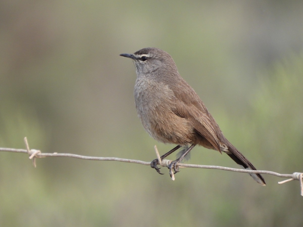 Karoo Scrub-Robin - ML643296341