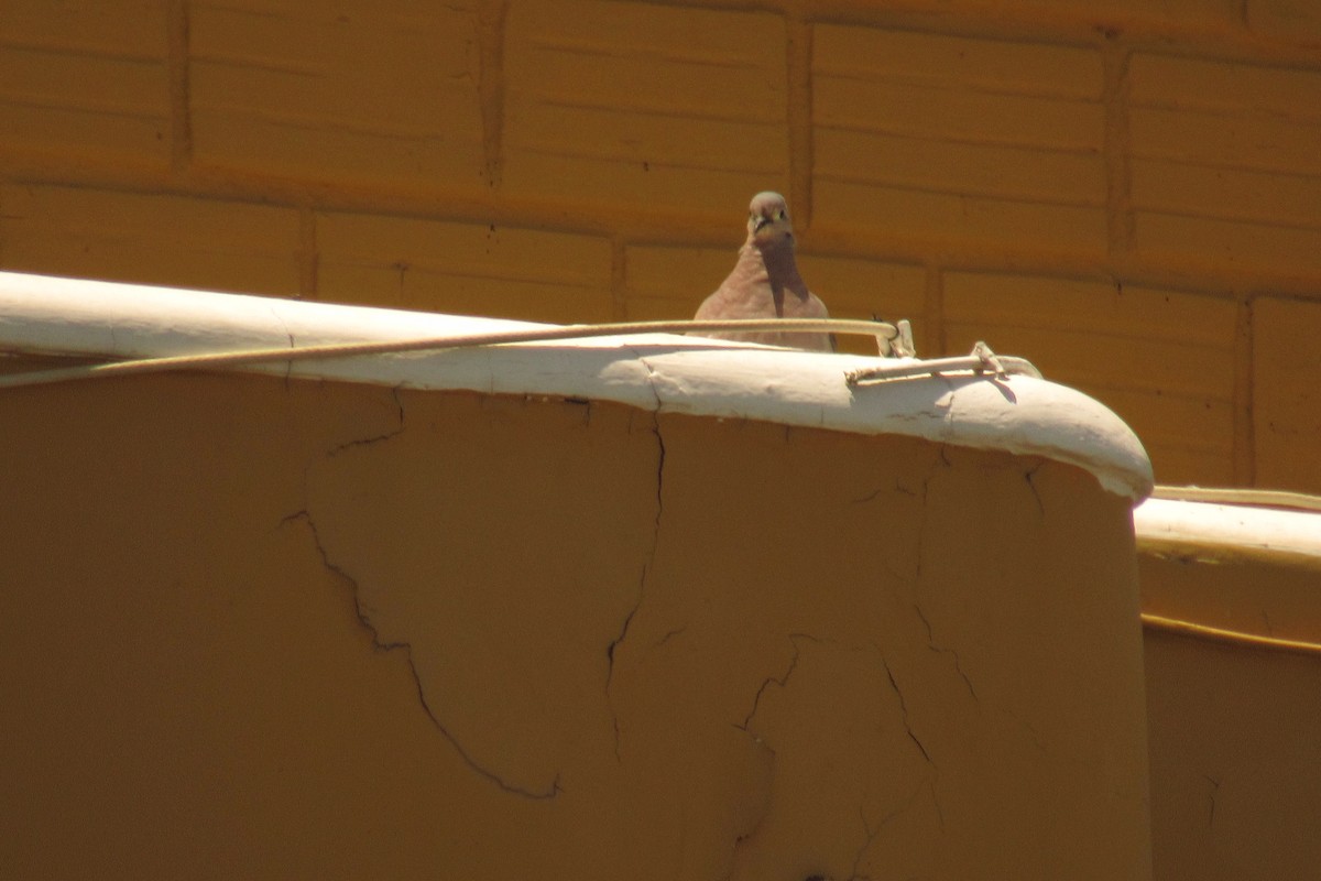 West Peruvian Dove - ML643296345