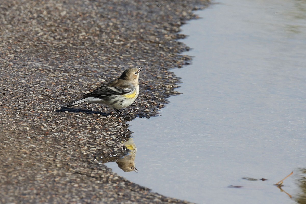 Reinita Coronada (coronata) - ML643296349