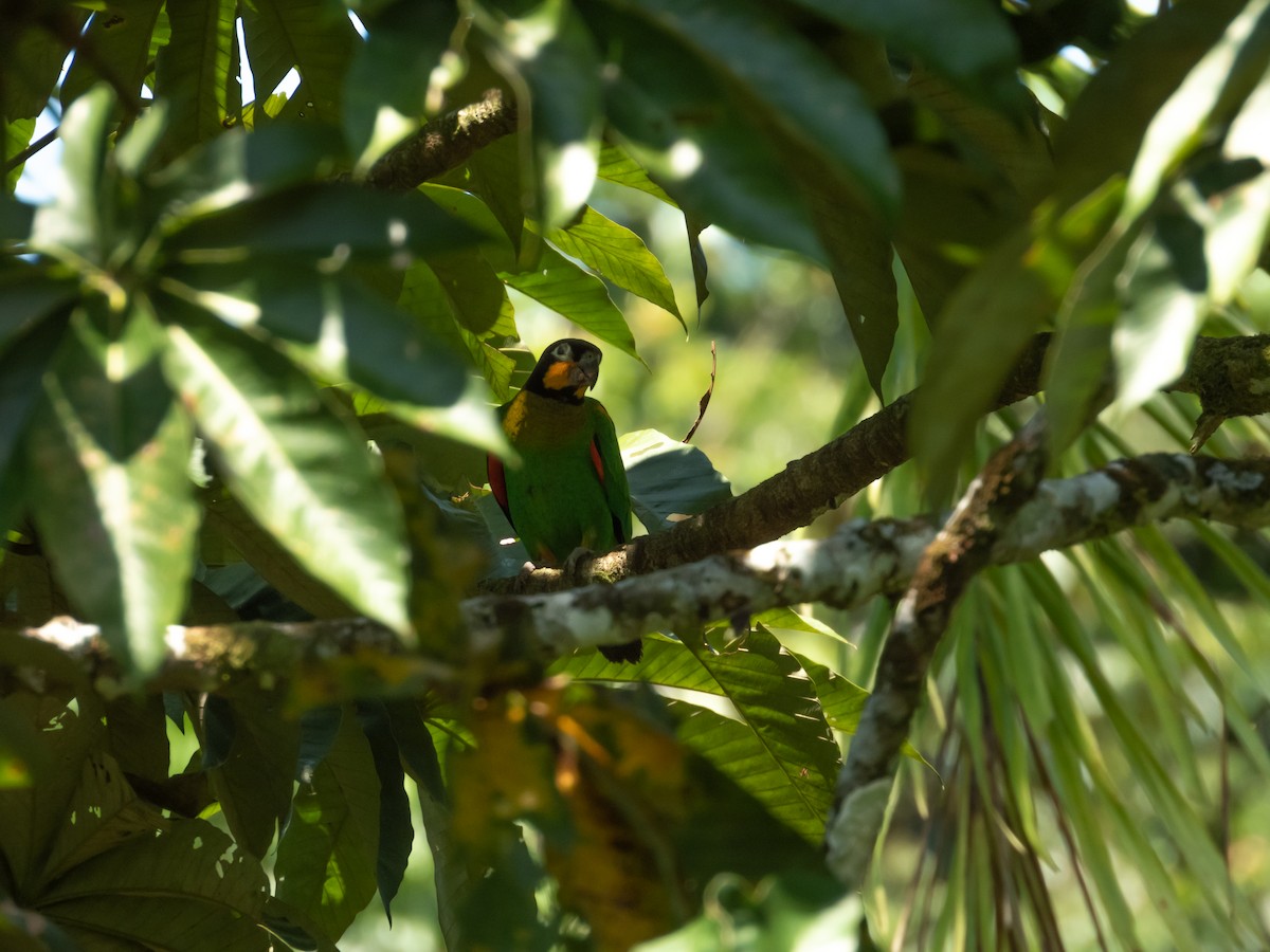 oransjekinnpapegøye - ML643296357