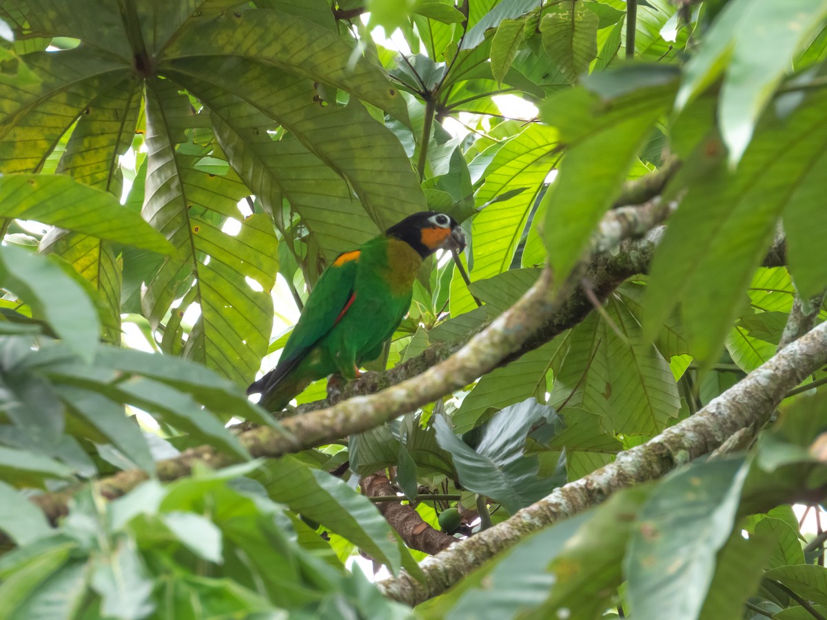 oransjekinnpapegøye - ML643296358