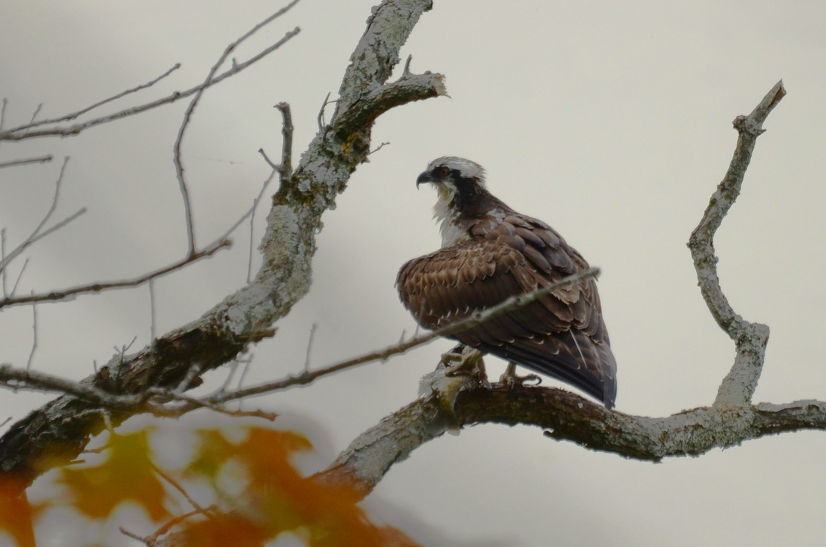 Águila Pescadora - ML643296360