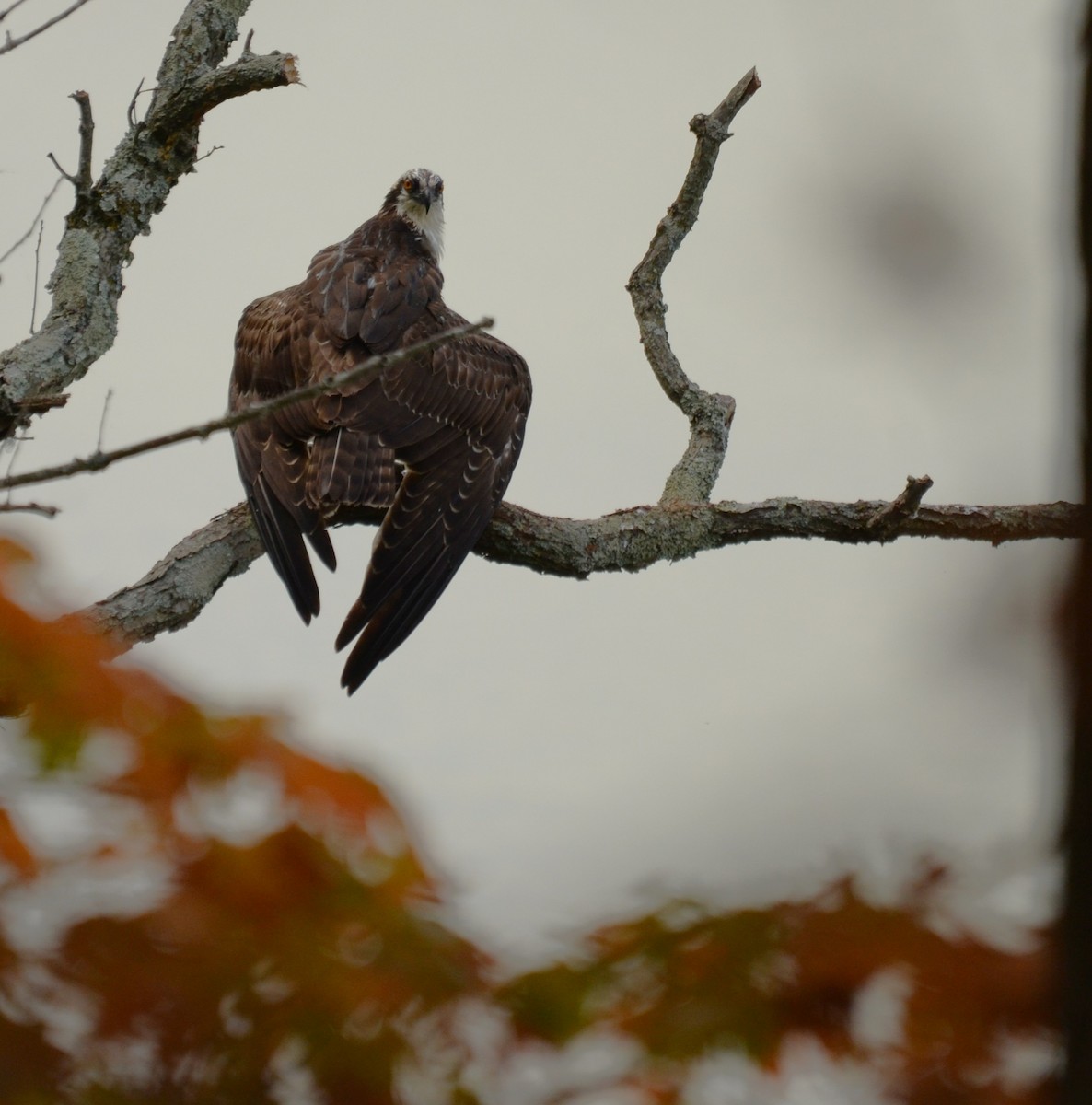 Águila Pescadora - ML643296367
