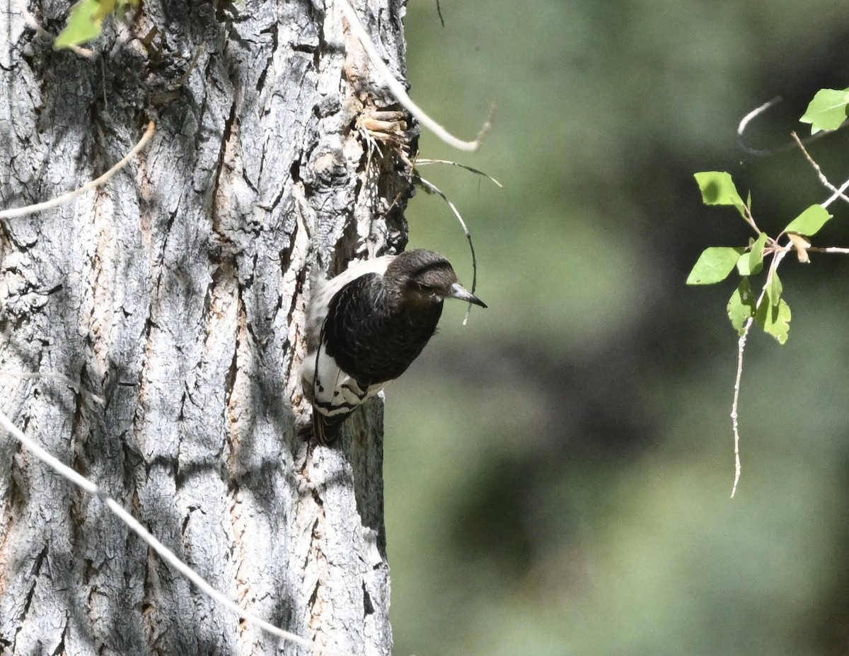 Red-headed Woodpecker - ML643296395