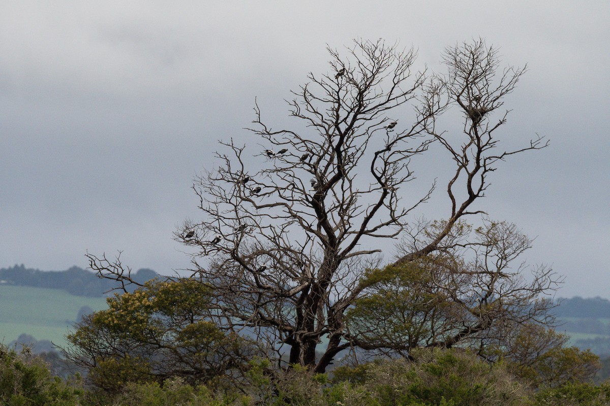 Australian Magpie (White-backed) - ML643296401