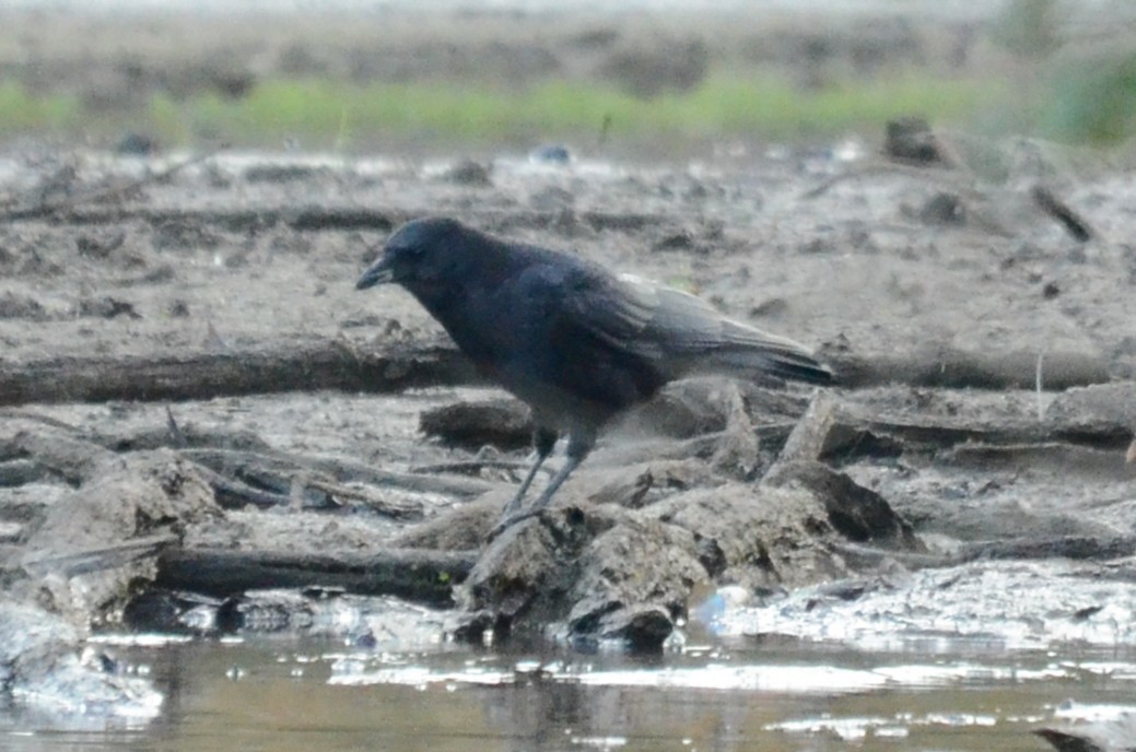 アメリカガラス - ML643296404
