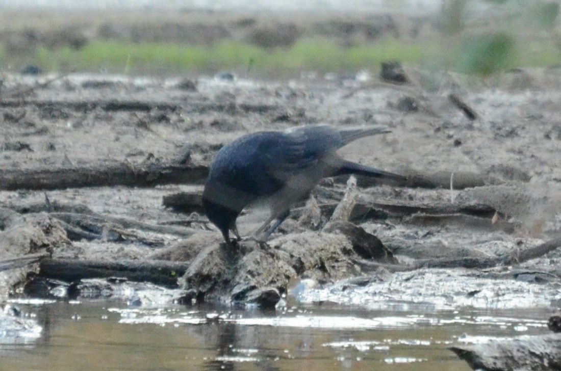 アメリカガラス - ML643296405