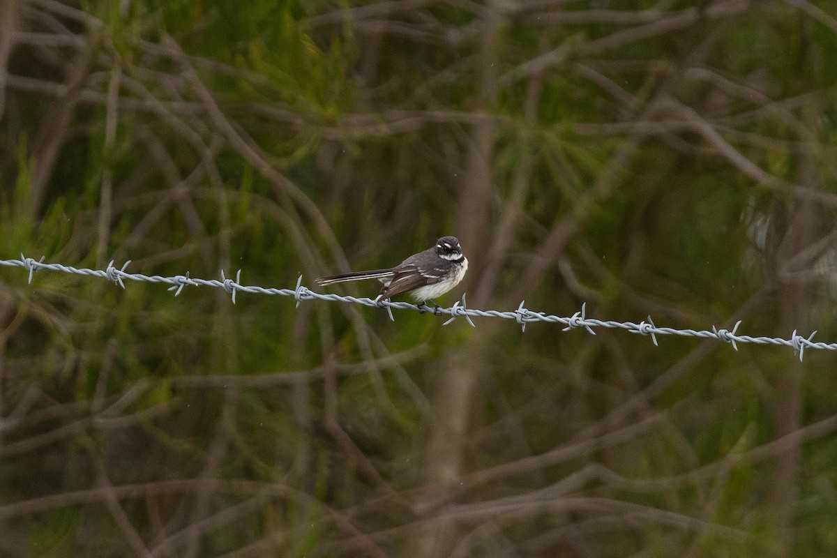 Gray Fantail (alisteri) - ML643296415
