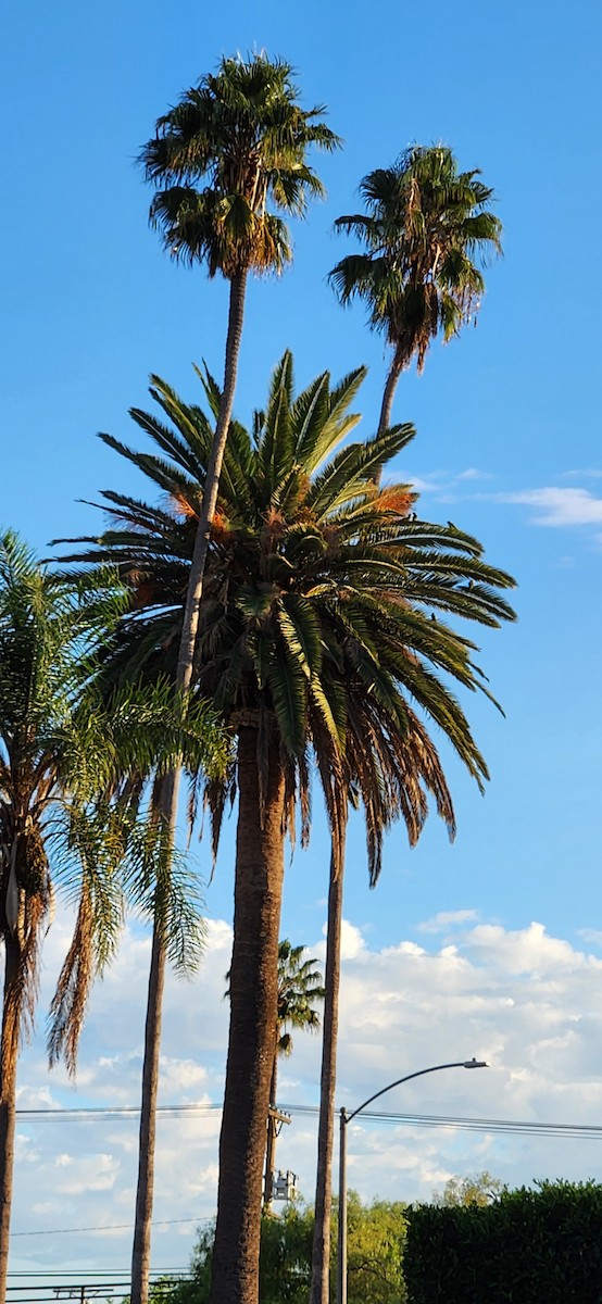 Mitred Parakeet - ML643296432