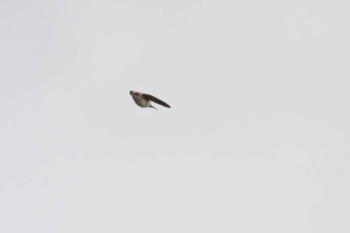 Fairy Martin - ML643296449
