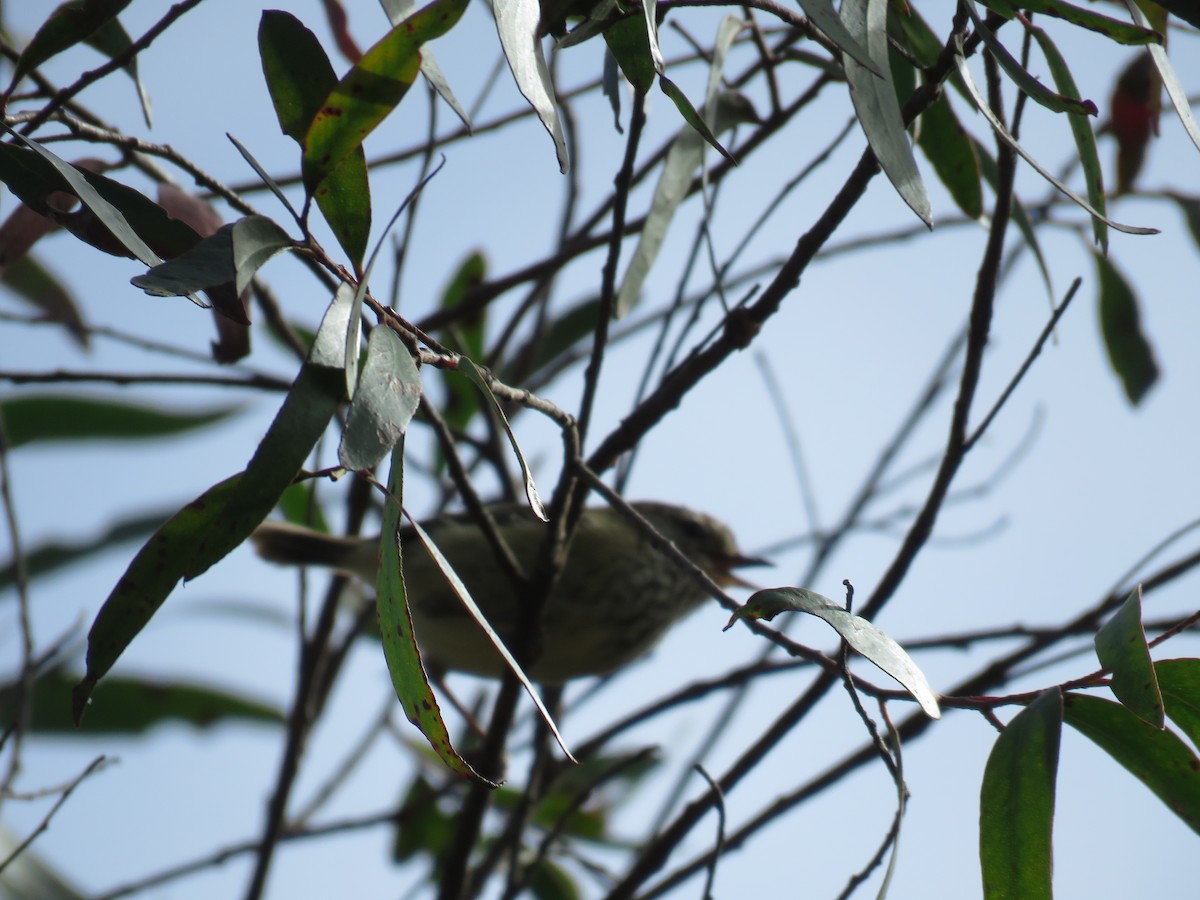 Striated Thornbill - ML643296467