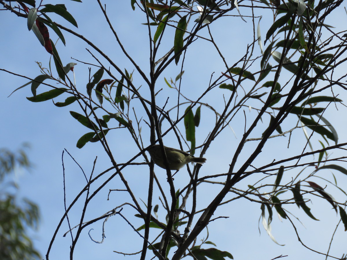 Brown Thornbill - ML643296468