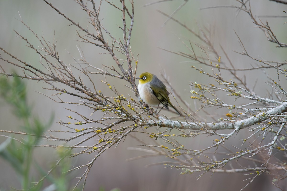 Silvereye - ML643296472