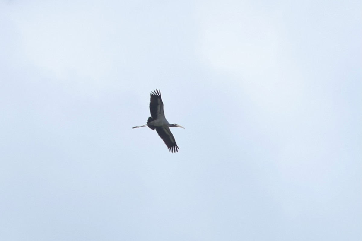 Wood Stork - ML643296474