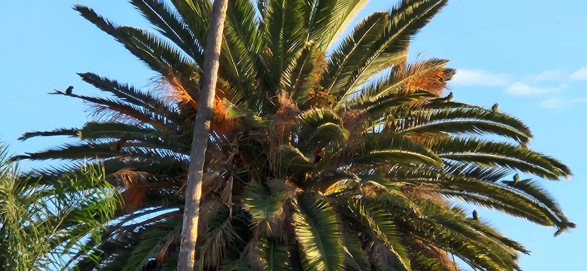 Mitred Parakeet - ML643296477