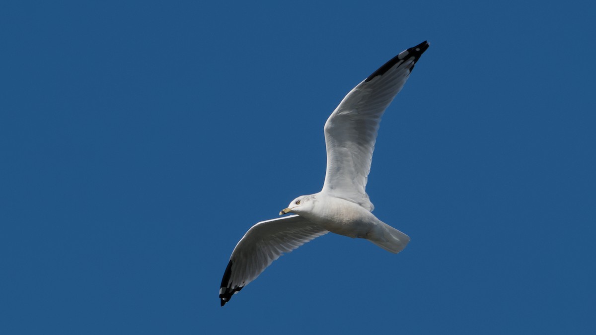 Ring-billed Gull - ML643296484